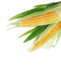 Corn